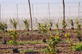 Image du Maroc Professionnelle de  Des fermes de grandes dimensions avec des terres agricoles qui ont profité de l’épierrage, d'un tri et enfin du broyage des roches cela a permis de créer des champs de grandes dimensions que l’on a divisés en zones séparées par des filets dans le but de les protéger contre l'action du vent. Avant de procédé à la plantation des orangers on avait équipé le sol d’un système moderne d'arrosage qui laisse passer l’eau petit à petit, dit "goutte à goutte" dans une nouvelle ferme moderne à Chichaoua, Mardi 27 Février 2007. (Photo / Abdeljalil Bounhar) 